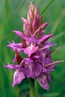 Dactylorhiza nieschalkiorum