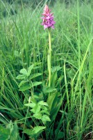 Dactylorhiza nieschalkiorum