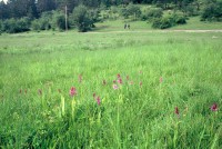 Dactylorhiza nieschalkiorum