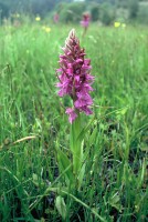 Dactylorhiza nieschalkiorum