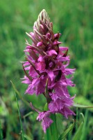 Dactylorhiza nieschalkiorum