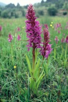 Dactylorhiza nieschalkiorum