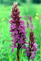 Dactylorhiza nieschalkiorum