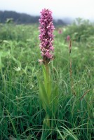 Dactylorhiza incarnata