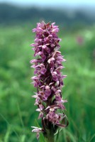 Dactylorhiza incarnata