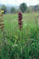 Anacamptis coriophora