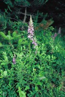 Dactylorhiza saccifera