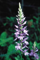 Dactylorhiza saccifera