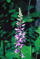 Dactylorhiza saccifera