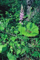 Dactylorhiza saccifera