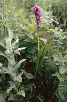 Dactylorhiza incarnata