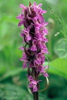 Dactylorhiza incarnata