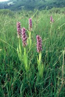 Dactylorhiza incarnata