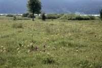 Dactylorhiza incarnata