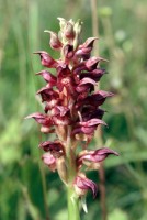 Anacamptis coriophora