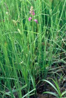 Dactylorhiza iberica