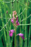 Dactylorhiza iberica