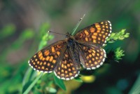 Melitaea diamina