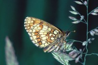 Melitaea diamina