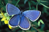 Lycaeides argyrognomon