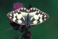 Melanargia galathea