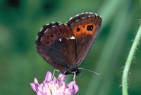 Erebia ligea