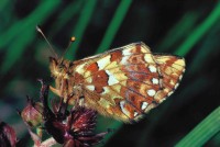 Boloria aquilonaris