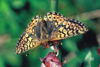 Boloria aquilonaris