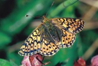 Boloria aquilonaris