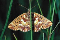 Boloria aquilonaris