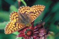 Boloria aquilonaris