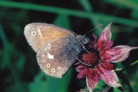 Coenonympha tullia