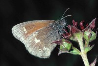 Coenonympha tullia