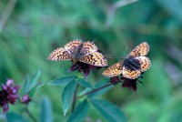 Boloria aquilonaris