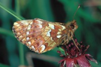 Boloria aquilonaris