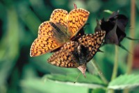 Boloria aquilonaris