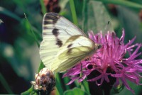 Pieris brassicae