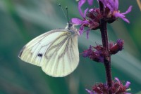 Pieris napi