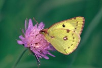 Colias hyale