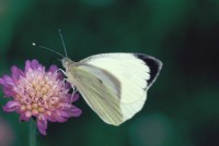 Pieris brassicae