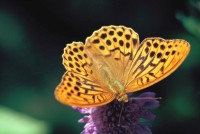 Argynnis paphia