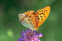 Argynnis paphia