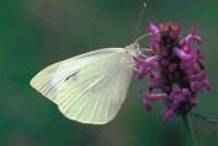 Pieris brassicae