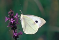 Pieris brassicae