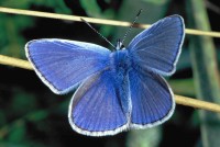 Polyommatus icarus