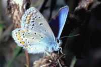 Polyommatus icarus