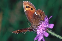 Erebia ligea