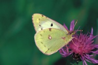 Colias hyale