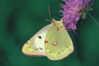 Colias hyale