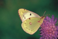 Colias hyale